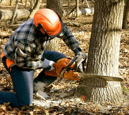 Tree Removal in Tucker, GA